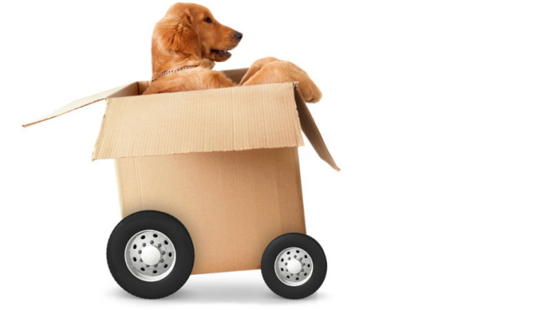 pet taxi puffypet